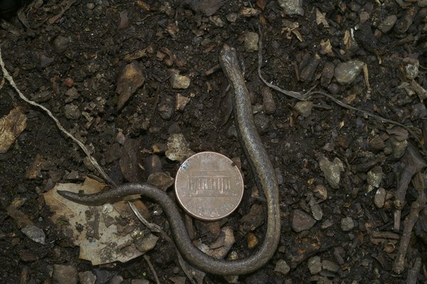 Quels sont les avantages des cuisinières à gaz par rapport aux cuisinières électriques ?